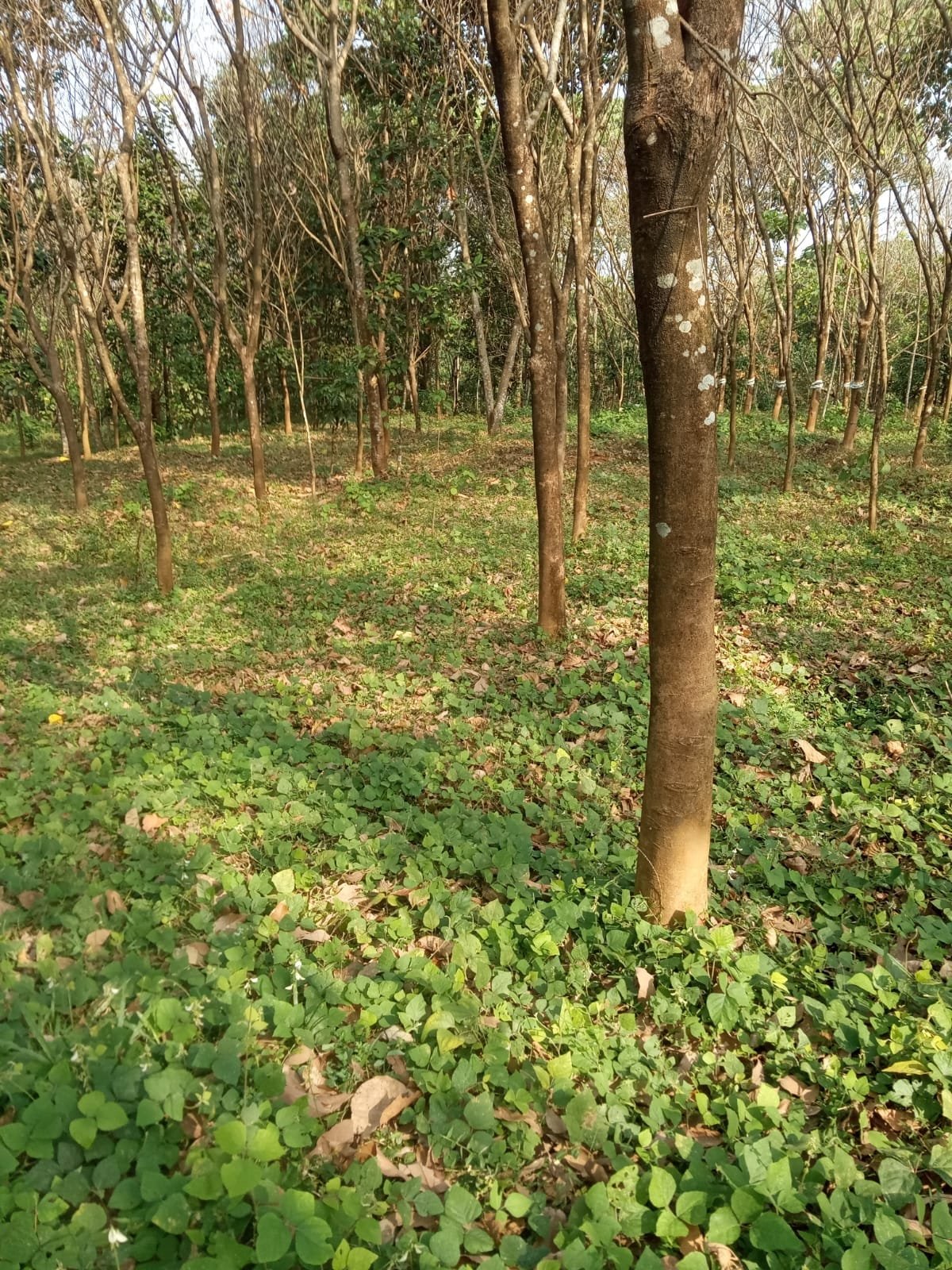 REJI, 1.5 ACRE 2