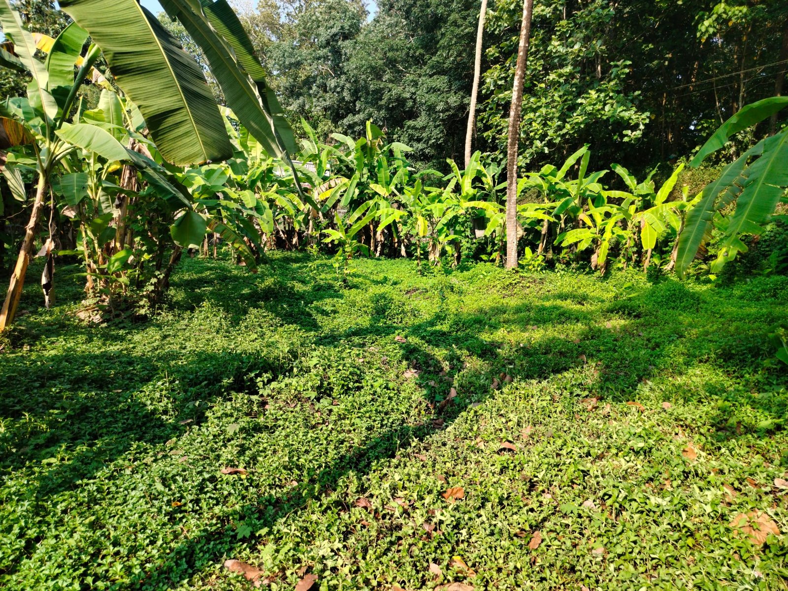 THRIKALATHOOR 10444 11