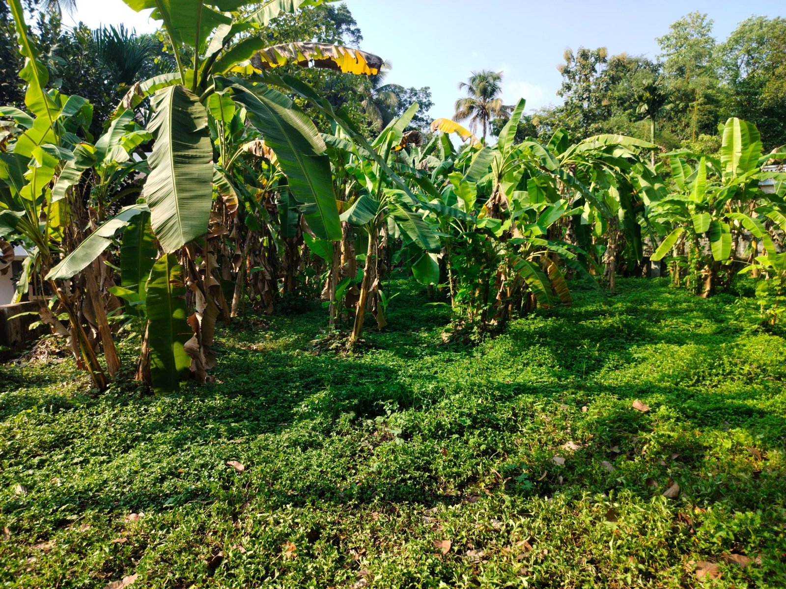 THRIKALATHOOR 10444 9