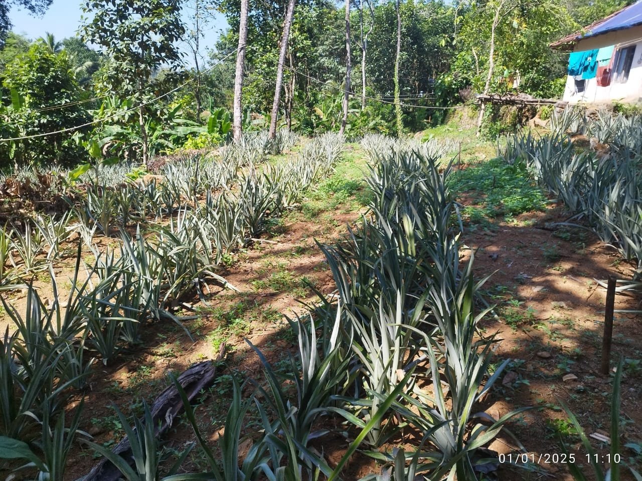 PUTHENKURISHU 10542 1