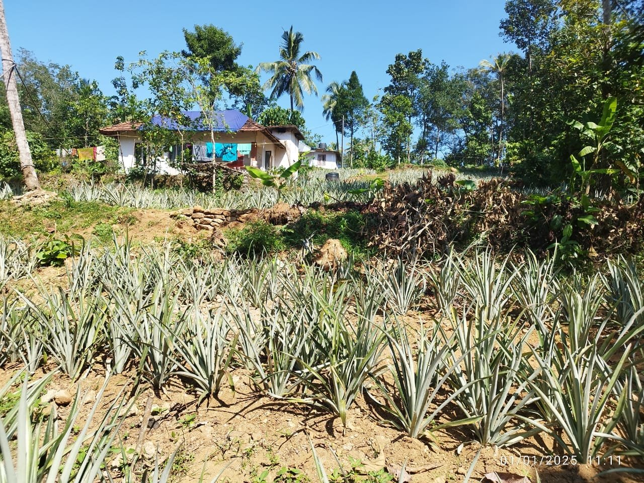 PUTHENKURISHU 10542 3